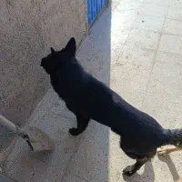 سگ ژرمن بلک|سگ|یزد, |دیوار