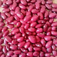 لوبیا قرمز درجه یک درشت درشت یکدست فقط تماس|خوردنی و آشامیدنی|قیدار, |دیوار