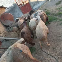 ۱۰ راس گوسفند شیره دار و ۲ راس خرت شیره دار|حیوانات مزرعه|مریوان, |دیوار
