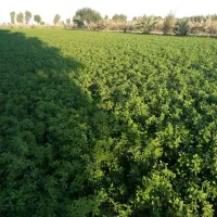 بذر یونجه بغدادی محلی|گل و گیاه طبیعی|اهواز, اهواز|دیوار