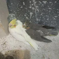 جوجه عروس هلندی|پرنده|مشهد, مهدی آباد (بلوار توس)|دیوار