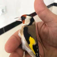 سهره نر|پرنده|مریوان, |دیوار