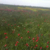 چاقو جیبی پیدا کردم