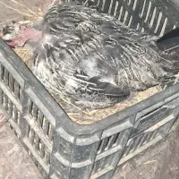 فروش فوری مرغ محلی تخم گذار|حیوانات مزرعه|بهشهر, |دیوار