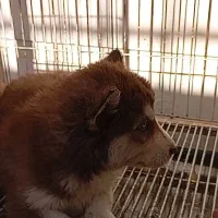 شاه توله|سگ|تهران, شهرک محلاتی|دیوار