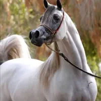 خرید فروش اسب پایین قیمت مناسب