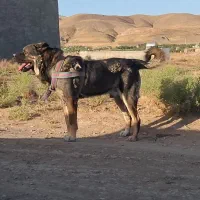 سگ افغان سراب قفقاز