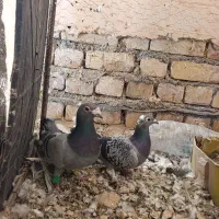 یک جفت سبز مسافتی خوشگل