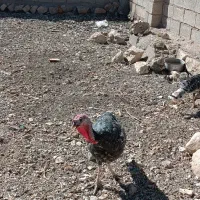 لباس بچه و مرغ وغاز و جوجه|کفش و لباس بچه|ایلام, |دیوار