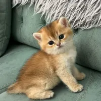 بچه گربه های اشرافی ( iran cats)|گربه|رشت, گلباغ نماز|دیوار