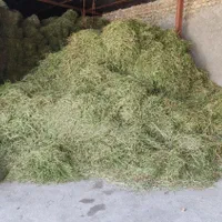 فروش شبدر چین دوم