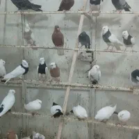 کفتر نقش درجه یک