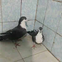 کبوتر کرباتی معاوضه طوطی عروس مینا|پرنده|مشهد, موعود|دیوار