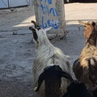 دو راس بز چاق|حیوانات مزرعه|محمدیه-قزوین, |دیوار