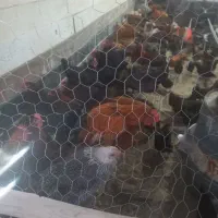 تخم مرغ نطفه دار