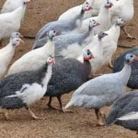 مرغ شاخ دار