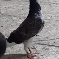 هما کاکلی به ضمانت پرش ساعتی
