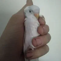 مرغ عشق|پرنده|شهرضا, |دیوار