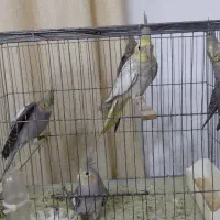 عروس هلندی نر و ماده