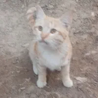 گربه اهلی خانگی|گربه|زاهدان, |دیوار