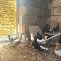 دسته کبوتر رنگی|پرنده|شهرضا, |دیوار