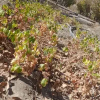 فروش نهال انگورکشمشی