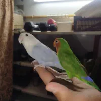 کوتوله معاوضه