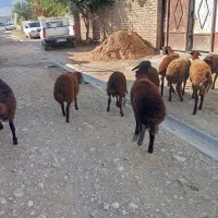بره نر ماده