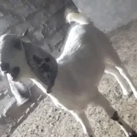 کره ۸ماهه پاکستانی اصل مادر شیری|حیوانات مزرعه|رفسنجان, |دیوار