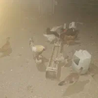 فروش به تعداد مرغ وخروس محلی دونه ای ۴۰۰