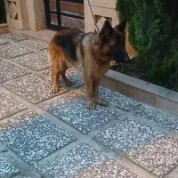 ژرمن شیپرد دوساله جنسیت ماده|سگ|عباسآباد, |دیوار