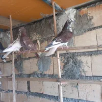 کبوتر چملگی وتکی چ ا ه س ت ا ن