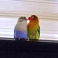 طوطی برزیلی|پرنده|کرج, گلشهر|دیوار