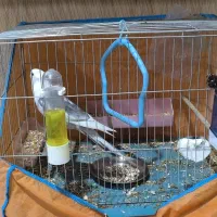 دوکت البینو شاه هیکیل|پرنده|باوی, |دیوار