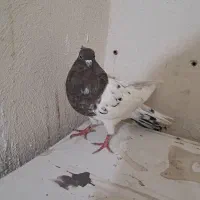 تعدادی کبوتر