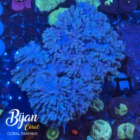 اکواریوم ماهی تجهیزات ابشور آب شور|ماهی|تهران, منیریه|دیوار