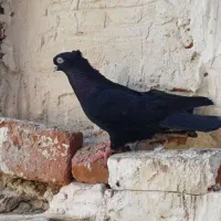 کبوتر سیاه کاکلی ابادانی