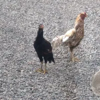 مرغ خروس لاری افغان اصیل