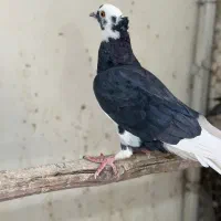 کبوتر شازده|پرنده|اصفهان, باغ فدک|دیوار