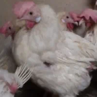 مرغ تخمگذار سفید