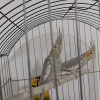 عروس هلندی|پرنده|رباط‌کریم, نصیرشهر|دیوار