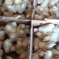 فروش جوجه گوشتی.محلی و رنگی