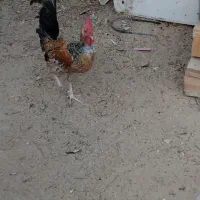 خروس محلی مرغگیر مرگی باحال|حیوانات مزرعه|درگهان, |دیوار