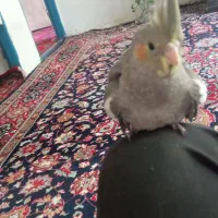 عروس هلندی آلبینو|پرنده|فرح دشت, |دیوار