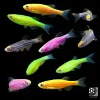 ماهی جدید رسید|ماهی|آباده, |دیوار