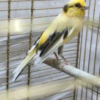 دو عدد قناری سالم و زیبا|پرنده|تهران, شهرک آتی شهر|دیوار