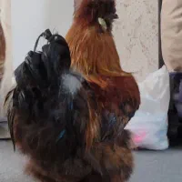 خروس ابریشمی اصیل