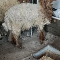 بره نر و ماده