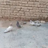 کبوتر زمینی نوکریز|پرنده|نهاوند, |دیوار