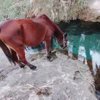 اسب مادیان ابستن